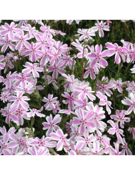 Phlox mousse Candy stripes