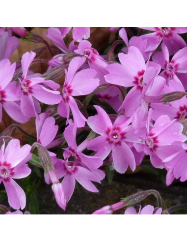 Phlox mousse Moerheimii