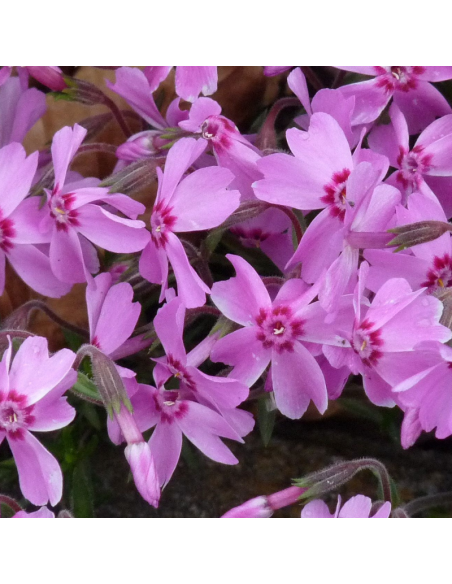 Phlox mousse Moerheimii