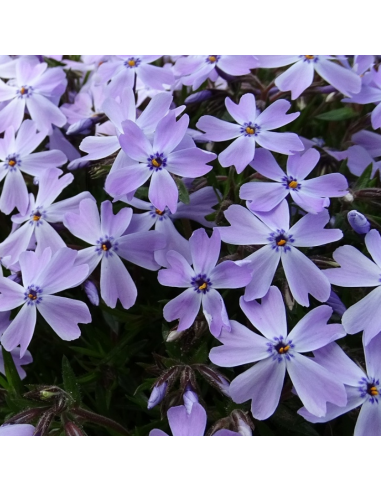 Phlox mousse Emerald cushion blue