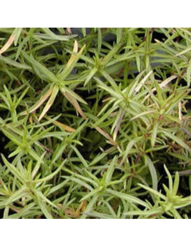 Phlox mousse Calvides white