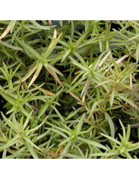 Phlox mousse Calvides white