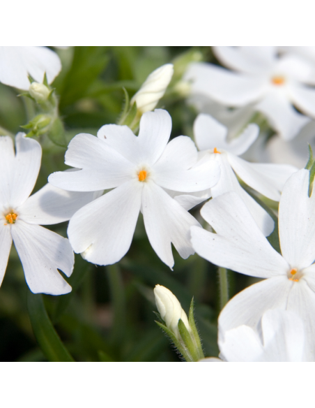 Phlox mousse Calvides white