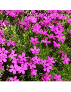 Phlox nain Crackerjack