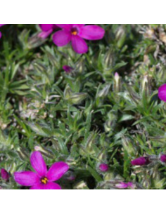 Phlox nain Crackerjack 2