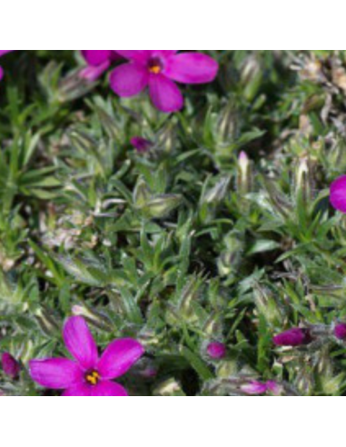 Phlox nain Crackerjack