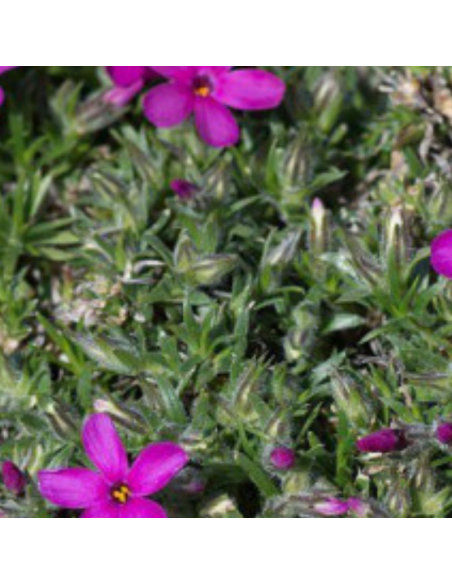 Phlox nain Crackerjack