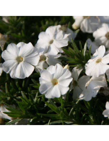 Phlox nain White admiral
