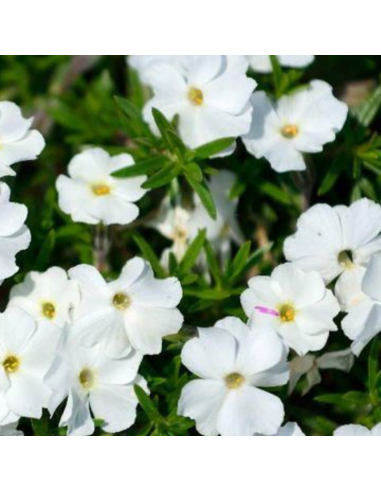 Phlox nain White admiral