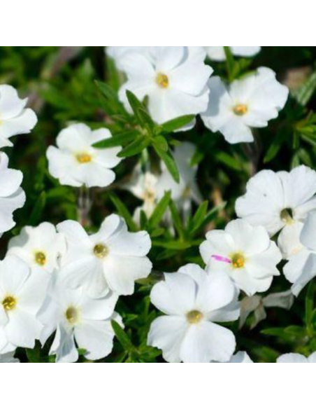 Phlox nain White admiral