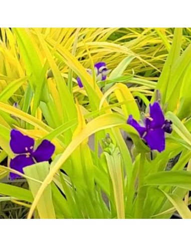 Ephémère de Virginie Sweet kate