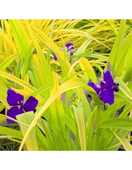 Ephémère de Virginie Sweet kate