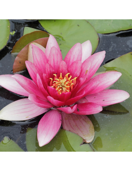 Nénuphar Charles de Meurville - Nymphaea Charles de Meurville