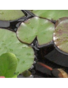 Nénuphar Charles de Meurville - Nymphaea Charles de... 2