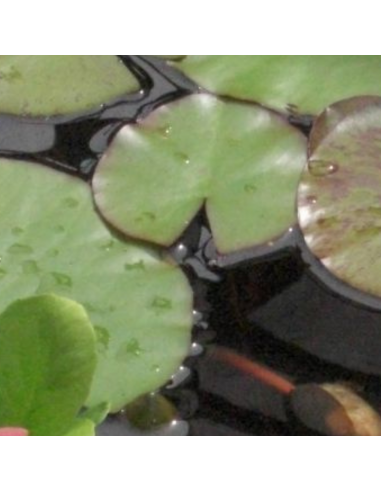 Nénuphar Charles de Meurville - Nymphaea...