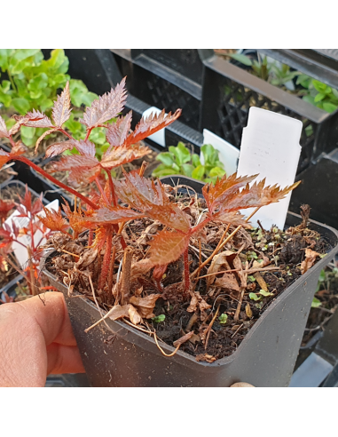 Astilbe d'arends Fanal