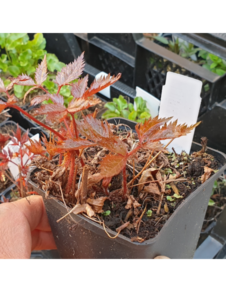 Astilbe d'arends Fanal