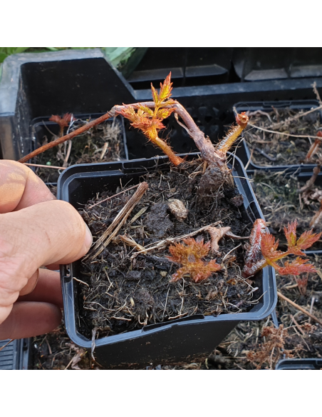 Astilbe de Chine Purpurkerze