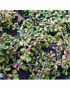 Cotoneaster de Dammer - Cotoneaster Dammeri