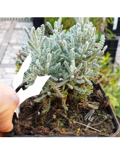 Santoline Petit cyprès - Santolina chamaecyparissus