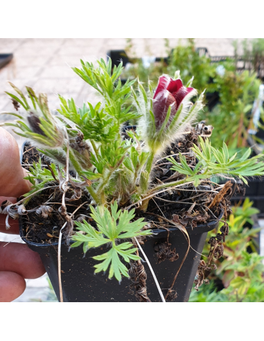 Anémone pulsatille red cloak