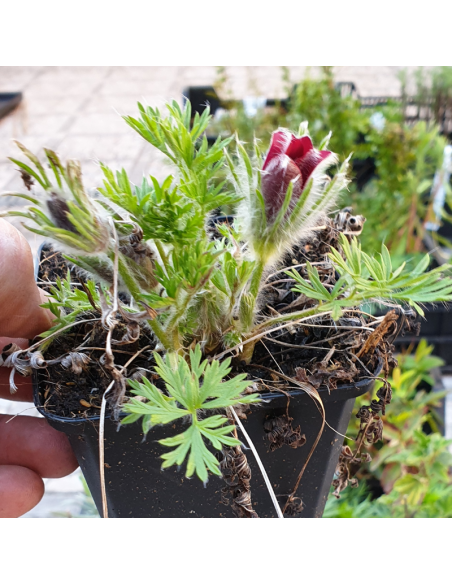 Anémone pulsatille red cloak