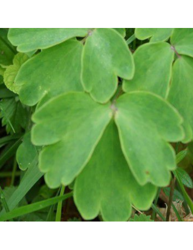 Ancolie Silver Queen