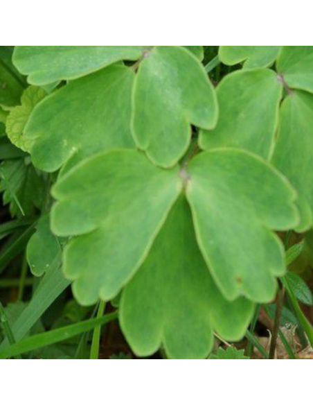 Ancolie Silver Queen