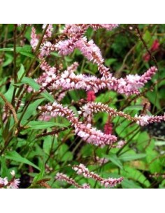 Renouée "Pink elephant"