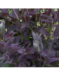 Clématite herbacée Recta Purpurea