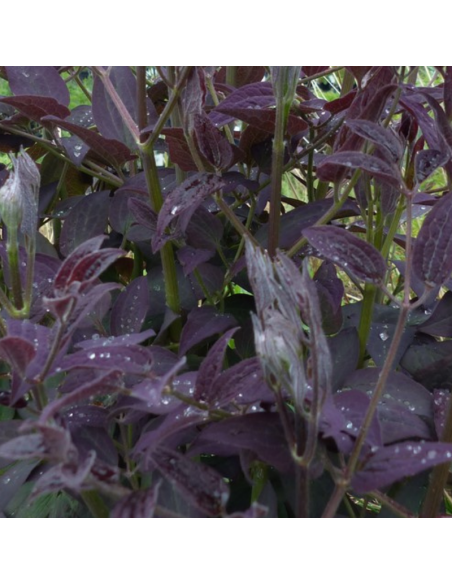 Clématite herbacée Recta Purpurea