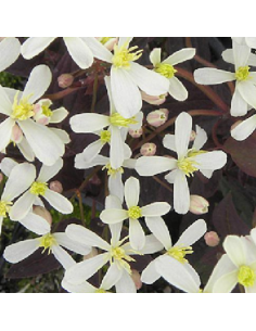 Clématite herbacée Recta Purpurea 2