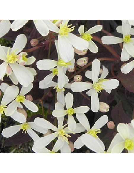 Clématite herbacée Recta Purpurea