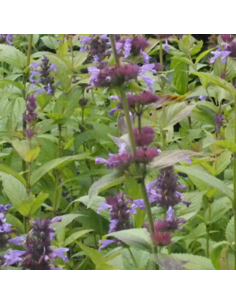 Chataire Manchuriensis Manchu Blue 2