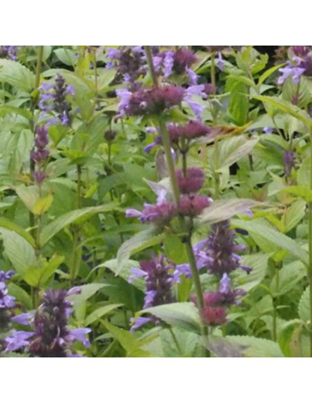 Chataire Manchuriensis Manchu Blue