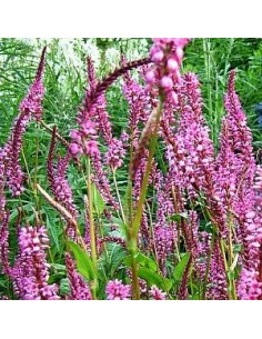 Renouée "Early pink lady"
