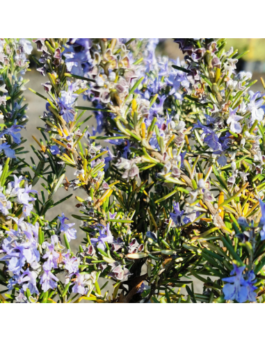Romarin tapissant Pointe du Raz