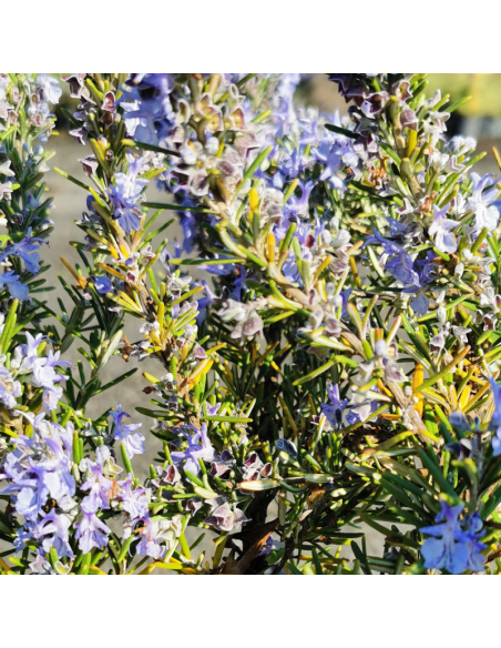 Romarin tapissant Pointe du Raz