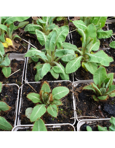 Pavot bleu de l'Himalaya - Lot de 4