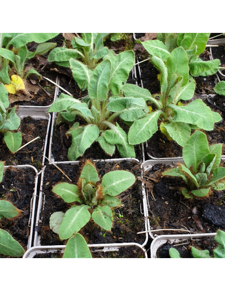 Pavot bleu de l'Himalaya - Lot de 4