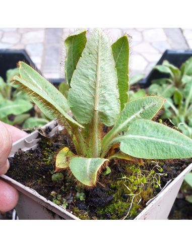 Pavot bleu de l'Himalaya - Lot de 4