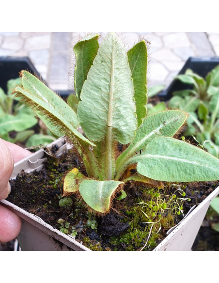 Pavot bleu de l'Himalaya - Lot de 4