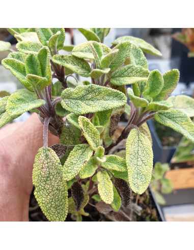 Sauge officinale "Aurea"