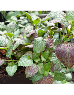 Lamier tacheté "Beacon silver" 2