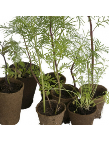 Godets ronds biodégradables