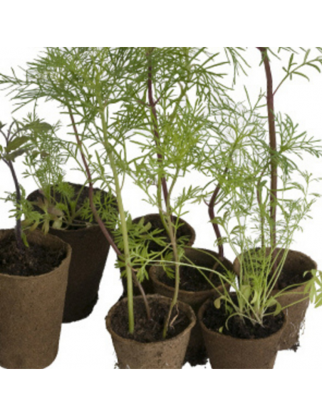 Godets ronds biodégradables