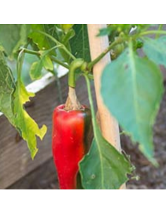 Tuteur en pin maritime