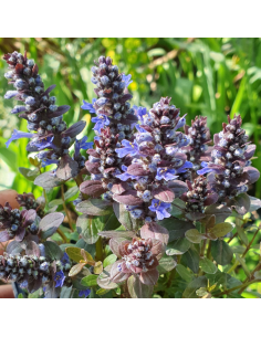 Bugle rampante Chocolate chips 2