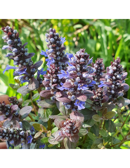 Bugle rampante Chocolate chips