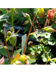 Ancolie du Canada Little Lanterns 2